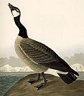 Canada Goose(1)
